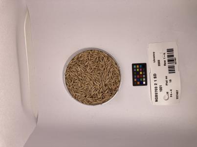Click for 1 image(s) for this accession. SEED